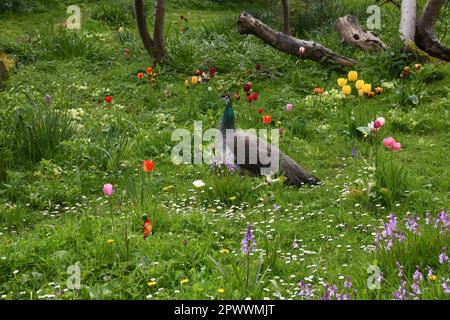 Peacock in giardino Foto Stock