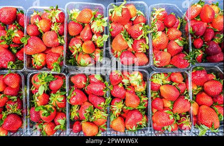 Fragole rosse fresche disposte in scatole di plastica pronte per la vendita presso un supermercato. Fragole in vendita Foto Stock