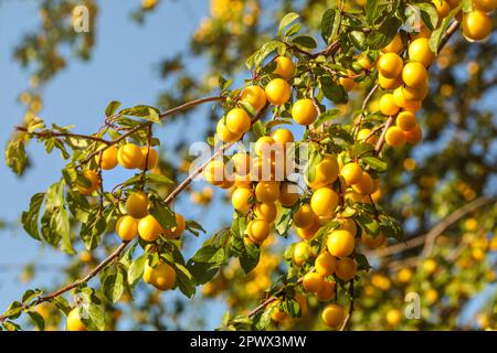 Giallo maturo mirabelle prugne sui rami di alberi. (Prunus domestica syriaca) Foto Stock