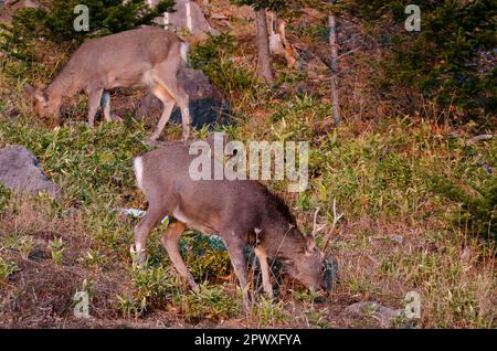 Coppia di cervi sika Cervus nippon yesoensis al pascolo. Parco Nazionale di Shiretoko. Penisola di Shiretoko. Hokkaido. Giappone. Foto Stock