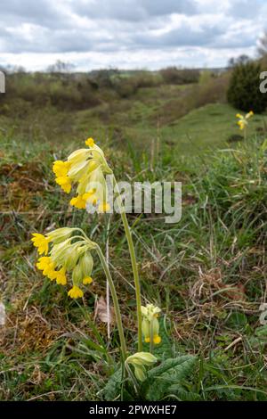 Cowslips (Primula veris), fiori gialli selvatici su Noar Hill SSSI, Selborne, Hampshire, Inghilterra, Regno Unito, A fine aprile o primavera Foto Stock