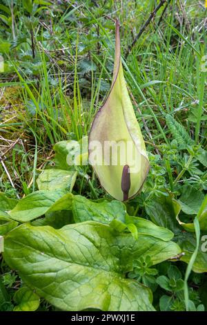 Lords-and-Ladies wildflower (Arum maculatum), noto anche come cucù pinta, fioritura in aprile o primavera, Hampshire, Inghilterra, Regno Unito Foto Stock