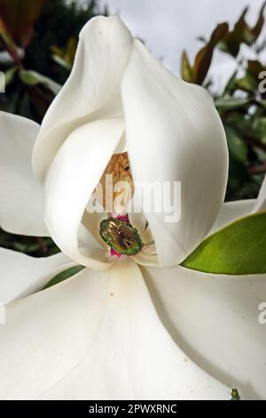 Goldglänzender Rosenkäfer (Cetonia aurata) und Glänzender Blütenprachtkäfer (Anthaxia nitidula) an der Blüte einer Immergrünen Magnolie (Magnolia gran Foto Stock