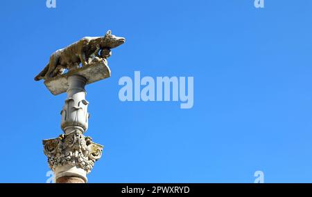 Statua di una lupa femminile a Siena Toscana nel Centro Italia chiamata LUPA SENESE in lingua italiana Foto Stock