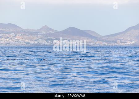 Balenottere pilota a balena corta viste da un viaggio turistico in barca tra Costa Adeje /Las Americas e l'isola di la Gomera. Tenerife, Isole Canarie (aprile 2023) Foto Stock