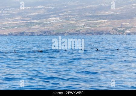 Balenottere pilota a balena corta viste da un viaggio turistico in barca tra Costa Adeje /Las Americas e l'isola di la Gomera. Tenerife, Isole Canarie (aprile 2023) Foto Stock