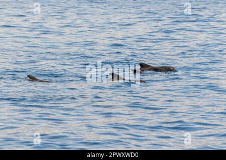 Balenottere pilota a balena corta viste da un viaggio turistico in barca tra Costa Adeje /Las Americas e l'isola di la Gomera. Tenerife, Isole Canarie (aprile 2023) Foto Stock