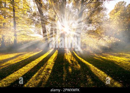 I raggi del sole penetrano attraverso la foresta decidua di colore autunnale nella nebbia e gettano le ombre degli alberi Foto Stock