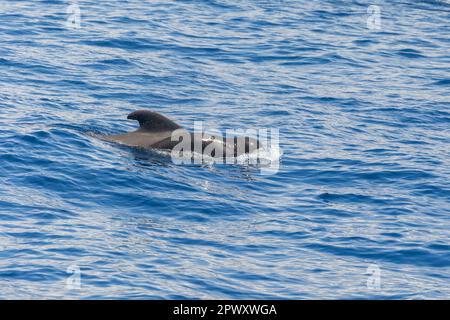 Balenottere pilota a balena corta viste da un viaggio turistico in barca tra Costa Adeje /Las Americas e l'isola di la Gomera. Tenerife, Isole Canarie (aprile 2023) Foto Stock