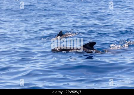 Balenottere pilota a balena corta viste da un viaggio turistico in barca tra Costa Adeje /Las Americas e l'isola di la Gomera. Tenerife, Isole Canarie (aprile 2023) Foto Stock