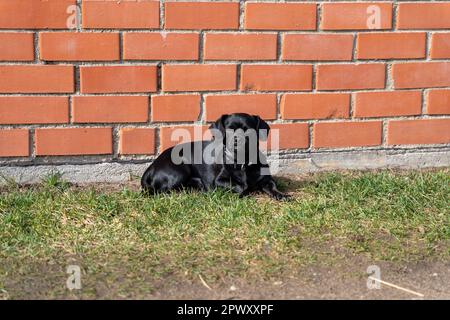 Cane nero pekingese Dachshund mix seduto sull'erba e guardando la macchina fotografica. Sfondo muro di mattoni rossi Foto Stock