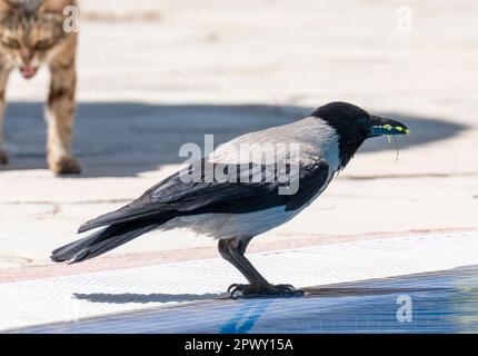 Un gatto guarda un Crow con cappuccio, Corvus corone, Paphos, Cipro Foto Stock