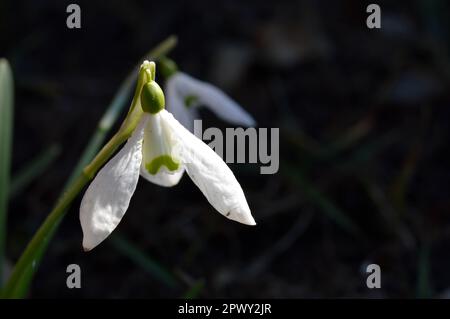 Snowdrop o racchette da neve comune (Galanthus nivalis) fiore in ntaure primo piano testa di fiore, bianco primo fiore di girata Foto Stock