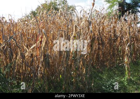 Granturco da zucchero, granturco Zea può, pianta erbacea coltivata annualmente, l'unico rappresentante coltivato del genere granturco Zea della famiglia dei cereali delle Poaceae Foto Stock