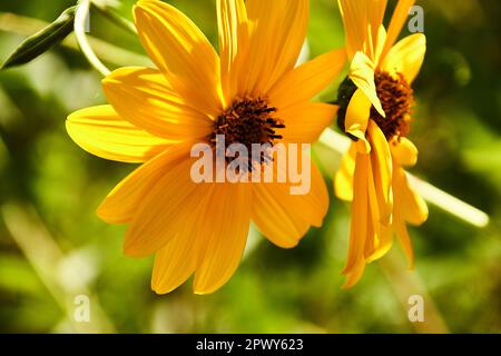 Gruppo di margherite gialle. Dimorphotheca sinuata. Foto macro e dettaglio, sfondo sfocato e verde. Foto Stock