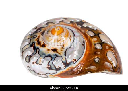 Singola lumaca perla conchiglia di mare di Turbo sarmaticus anche conosciuto come turbano sudafricano isolato su sfondo bianco, primo piano Foto Stock