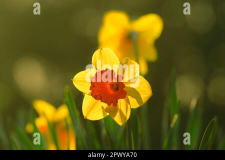 British Columbia, Canada Foto Stock