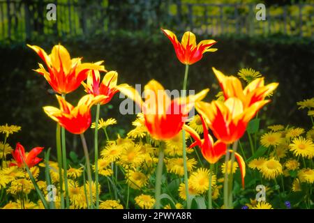 Rosso e tulipani gialli Foto Stock