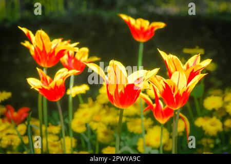 Rosso e tulipani gialli Foto Stock
