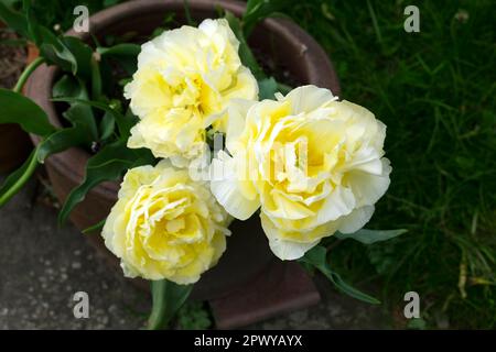 Tulipani di pappagallo giallo bianco in piena fioritura in primavera aprile 2023 Carmarthenshire Galles Regno Unito Gran Bretagna KATHY DEWITT Foto Stock