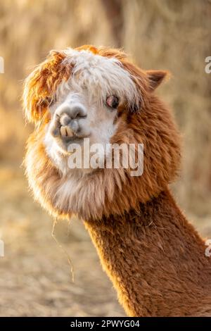 Ritratto di un divertente alpaca pelliccia primo piano Foto Stock