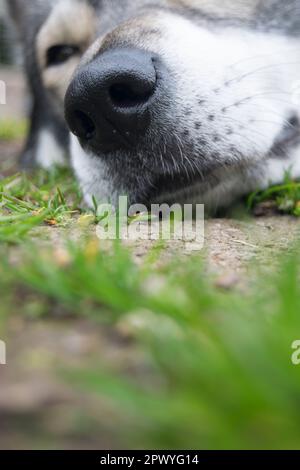 Lupo siberiano Husky riposante al parco Foto Stock