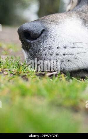 Lupo siberiano Husky riposante al parco Foto Stock