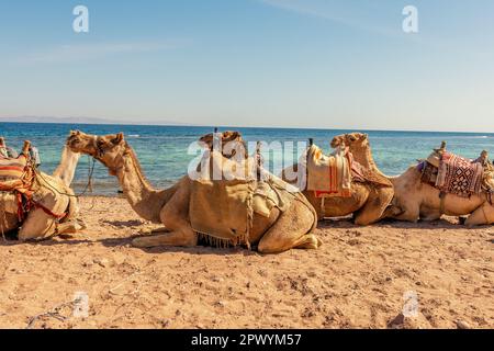 Cammelli giacente sulla spiaggia del Mar Rosso nel Golfo di Aqaba. Dahab, Egitto. Foto Stock