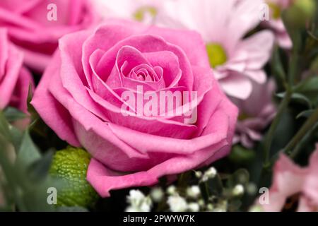 Rosa rosa con crisantemi in bouquet, primo piano. Sfondo floreale. Concetto di invito o cartolina Foto Stock