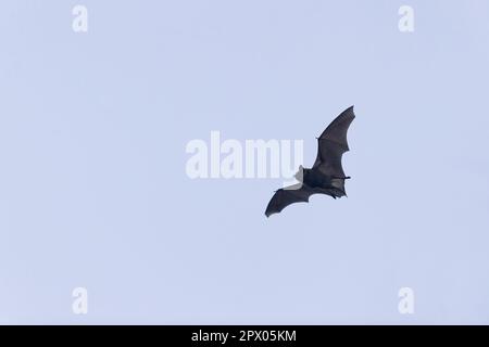 Serotine bat Eptesicus serotinus, adulto che vola in tarda serata, Suffolk, Inghilterra, aprile Foto Stock