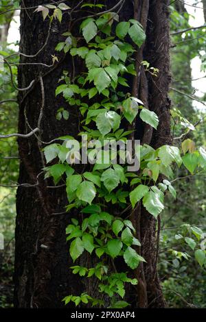 L'edera velenosa (Toxicodendron radicans) viti crescono su un albero in Virginia, USA. Foto Stock