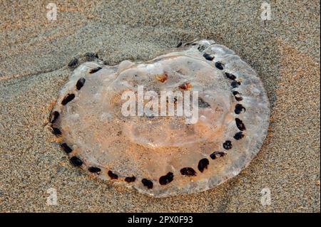 Meduse sulla spiaggia di Sandy nella città di Bundoran, Irlanda Foto Stock