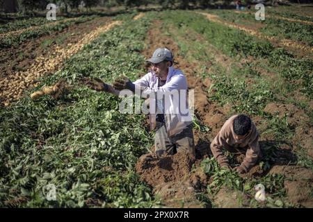 Città di Gaza, Palestina. 01st maggio, 2023. Gli agricoltori palestinesi raccolgono patate in una fattoria di Beit Lahia, nella striscia di Gaza settentrionale, in coincidenza con la Giornata internazionale dei lavoratori (lavoro). (Foto di Mahmoud Issa/SOPA Images/Sipa USA) Credit: Sipa USA/Alamy Live News Foto Stock