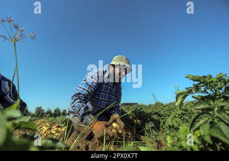 Città di Gaza, Palestina. 01st maggio, 2023. Un agricoltore palestinese raccoglie patate in una fattoria a Beit Lahiya, nella striscia di Gaza settentrionale, in coincidenza con la Giornata internazionale del lavoro. (Foto di Mahmoud Issa/SOPA Images/Sipa USA) Credit: Sipa USA/Alamy Live News Foto Stock