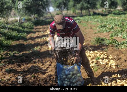 Città di Gaza, Palestina. 01st maggio, 2023. Un agricoltore palestinese raccoglie patate in una fattoria a Beit Lahiya, nella striscia di Gaza settentrionale, in coincidenza con la Giornata internazionale del lavoro. (Foto di Mahmoud Issa/SOPA Images/Sipa USA) Credit: Sipa USA/Alamy Live News Foto Stock