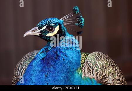 Bauer Pfau (Pavo cristate) in einem Tierpark, Nordrhein-Westfalen, Deutschland, Mechernich Foto Stock