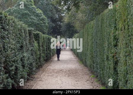 Vista generale lungo il sentiero coperto da siepi a Chiswick Park, Chiswick, Londra, Regno Unito. Foto Stock