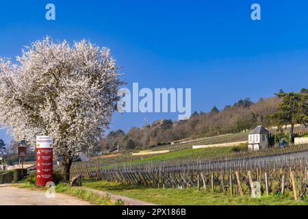 Strada del vino (Route des Grands Crus) vicino Gevrey-Chambertin, Borgogna, Francia Foto Stock
