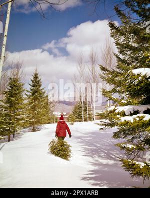 1970S VISTA POSTERIORE DELL'ADULTO CHE TRASCINA UN ALBERO APPENA TAGLIATO DI PINO HOME NELLA NEVE PER UN ALBERO DI NATALE - KX7311 HAR001 HARS HIGH ANGLE ADVENTURE EVERGREEN CHE TRASCINA ALLEGRO SCELTA DIREZIONE VISTA POSTERIORE DICEMBRE CONCETTUALE 25 DA DIETRO FRESCO INVERNO VISTA POSTERIORE JOYOUS FIR HAR001 VECCHIO STILE Foto Stock