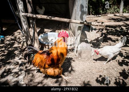Un bel gallo nella casa gallina tra le galline. Allevamento di pollame in una fattoria fuori. Scenario rurale Foto Stock