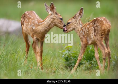Gemelle capriolo fawn che condividono un momento di tenerezza Foto Stock