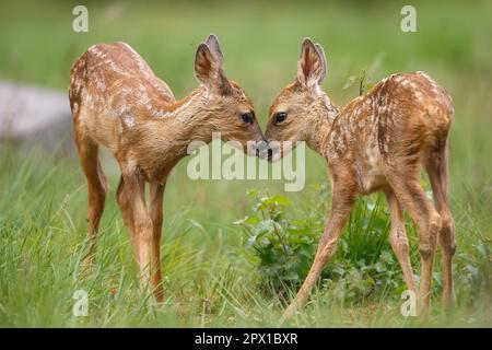 Gemelle capriolo fawn che condividono un momento di tenerezza Foto Stock