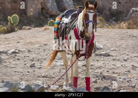 Sellati fino tour cavalli in attesa per i clienti di Real de Catorce Messico Foto Stock