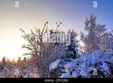 Bellissimi scatti di alberi dopo una forte nevicata in condizioni di sole Foto Stock