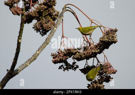 Warbling occhi bianchi Zosterops japonicus su un albero. Arashiyama. Kyoto. Giappone. Foto Stock