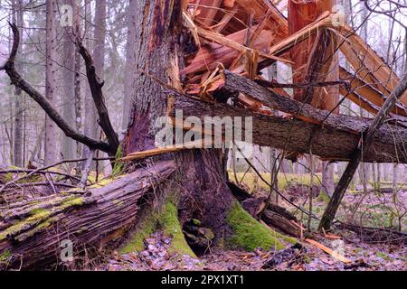 Vento rotto abete in primo piano e secondo in fondo in acqua distesa. Primavera stand naturale misto della foresta di Bialowieza Foto Stock