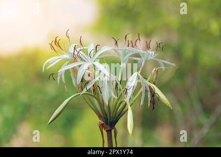 Crinum asiaticum, comunemente noto come bulbo di veleno, giglio di crinum gigante, giglio di crinum grande, o giglio di ragno, fiore che cresce nel deserto di Tsingy de Bemar Foto Stock