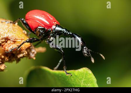 Femmina di bizzarro bug, strano insetto Giraffe Weevil (Trachelophorus Giraffa), Parco Nazionale di Ranomafana, animali selvatici del Madagascar Foto Stock