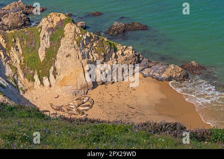 Una colonia di foche da elefante che riposa in una spiaggia protetta in Point Reyes National Seashore in California Foto Stock