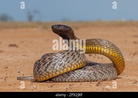 Australiano altamente velenoso entroterra Taipan Foto Stock